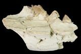 Rare, Fossil Bear Dog (Daphoenus) Jaw Section - South Dakota #143955-2